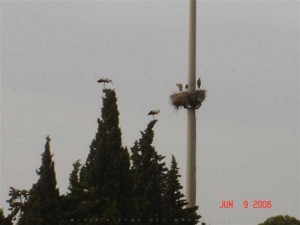 06 2006 LA SENIA ET SES CIGOGNES.jpg